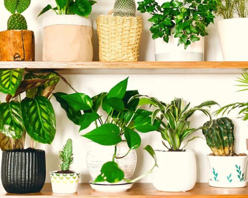 Cele mai bune 6 plante cataratoare de interior pentru a va decora casa